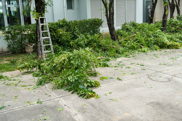 Best Tree Maintenance Programs  in Geneva, FL