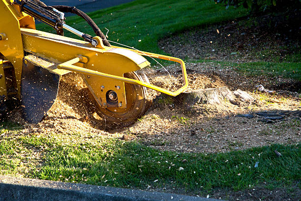 Geneva, FL Tree Removal Company